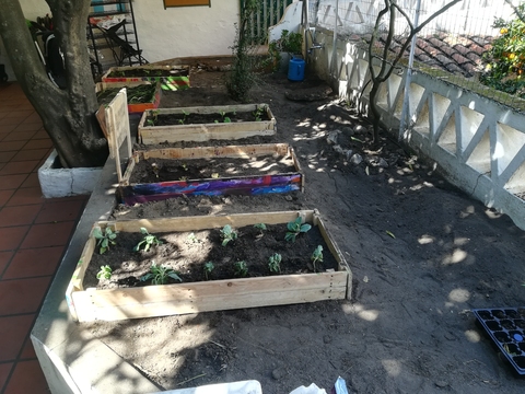 Primeira fase de plantações da horta.